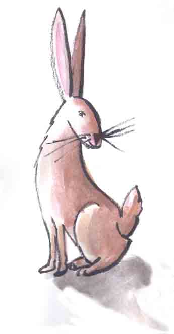 lievre